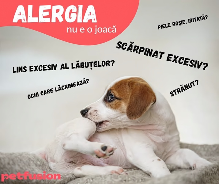 A problem-aware image showing a puppy scratching, utilizing a bold text-overlay strategy to identify common allergy symptoms for pet owners.